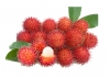 Image of CHÔM CHÔM JAVA