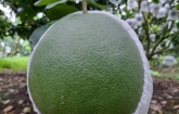 Bưởi
